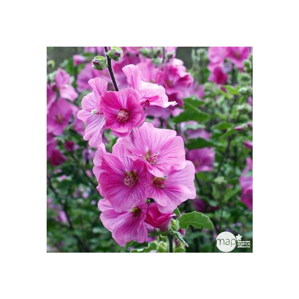 Lavatère Rosea : godet rouge