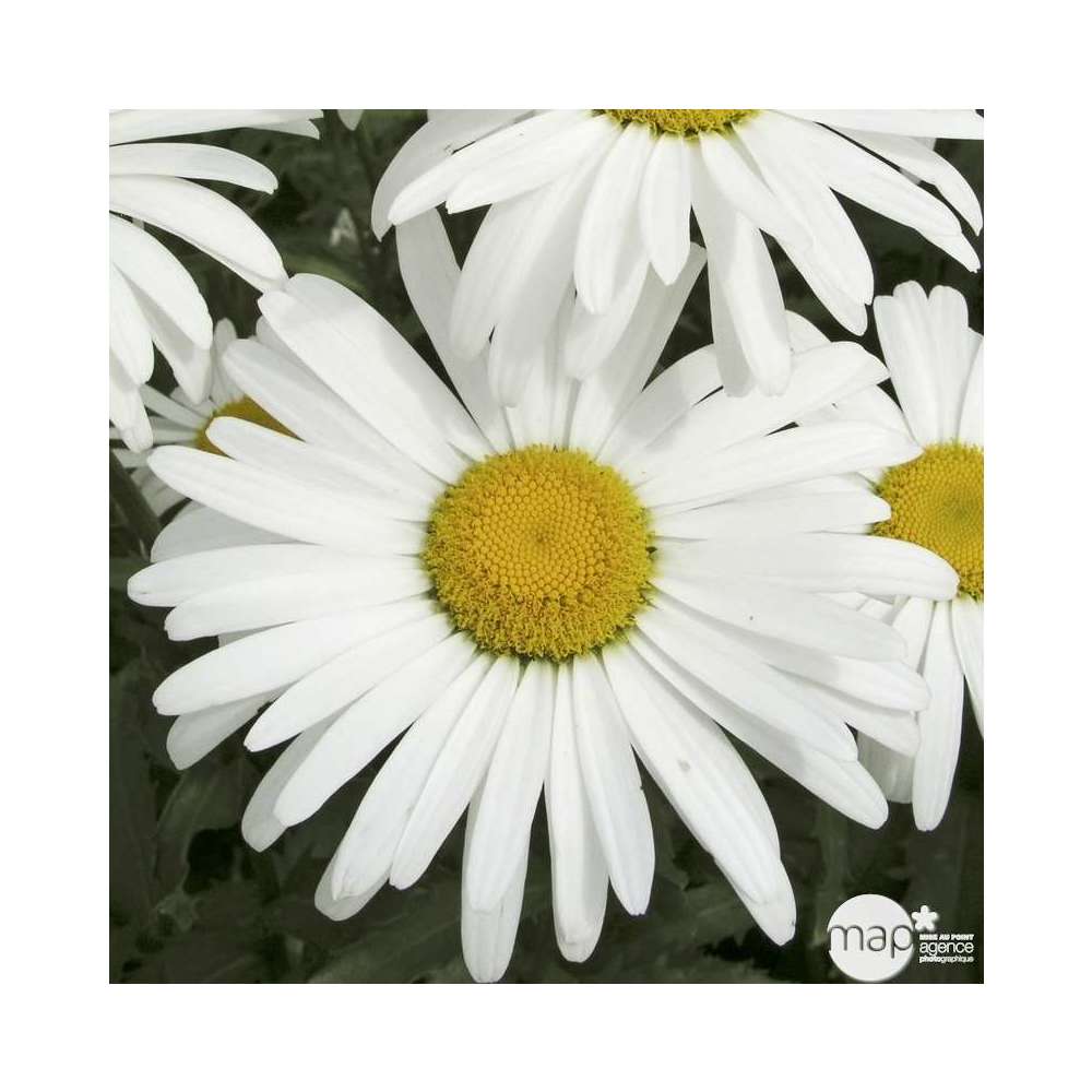 Marguerite Petite Princesse : godet vert