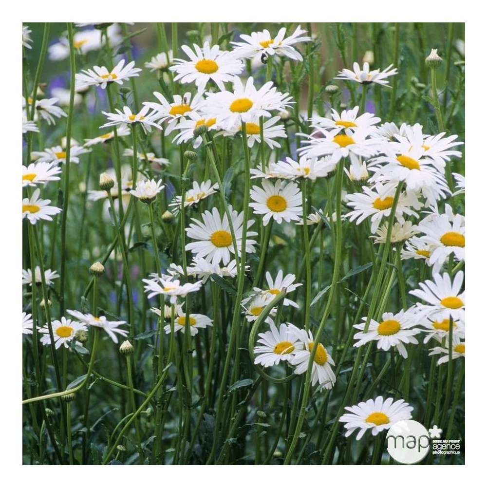 Marguerite Reine de Mai : godet vert