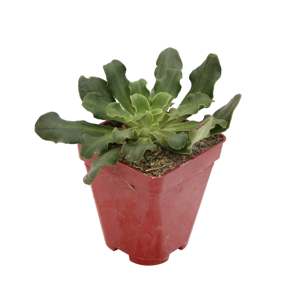 Lewisia hybride : godet rouge