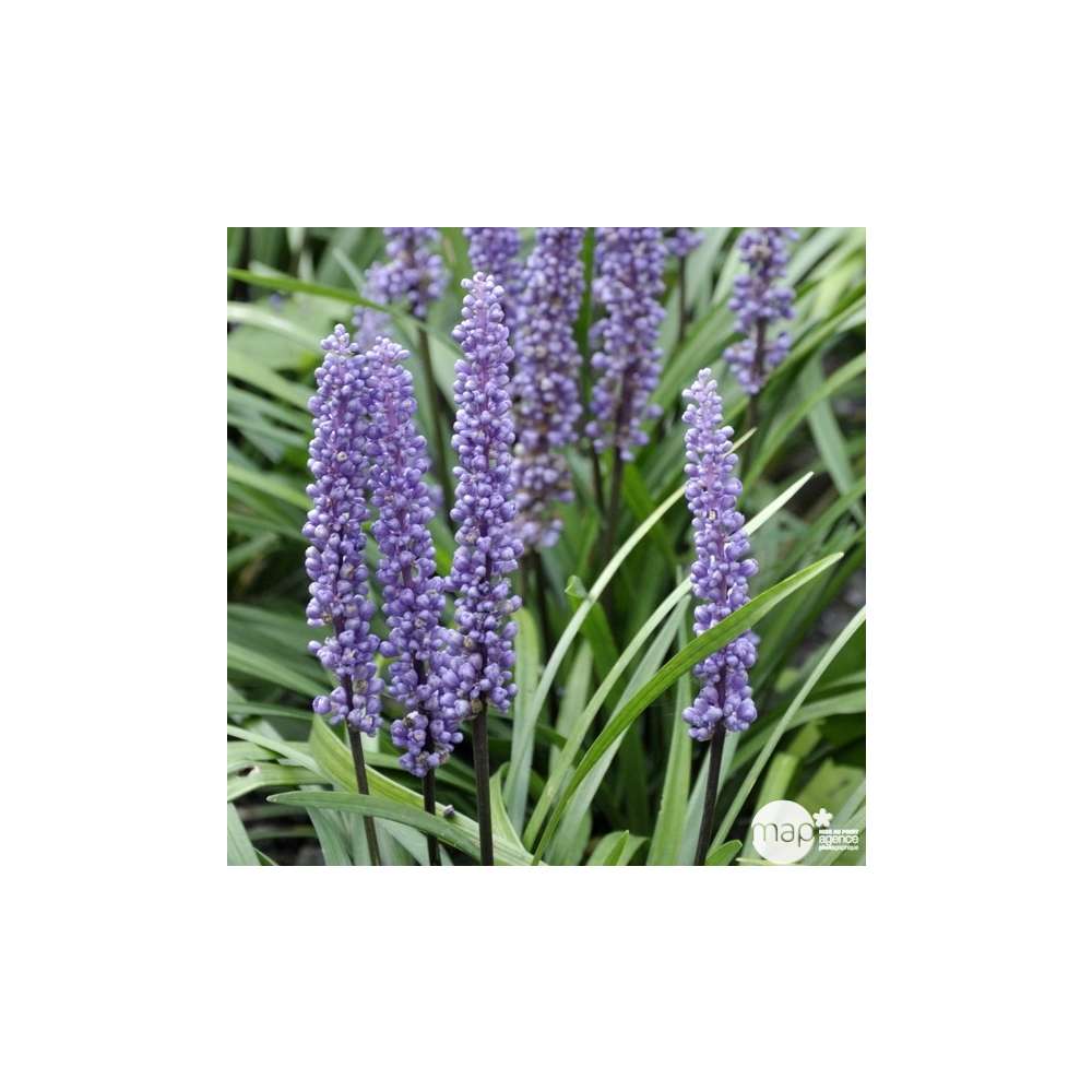 Liriope muscari : godet