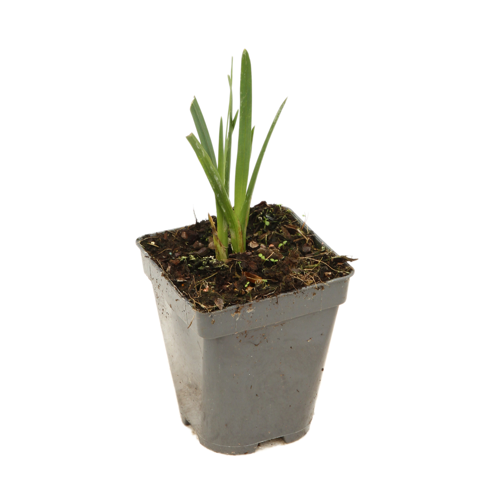 Lis de Cafres : godet