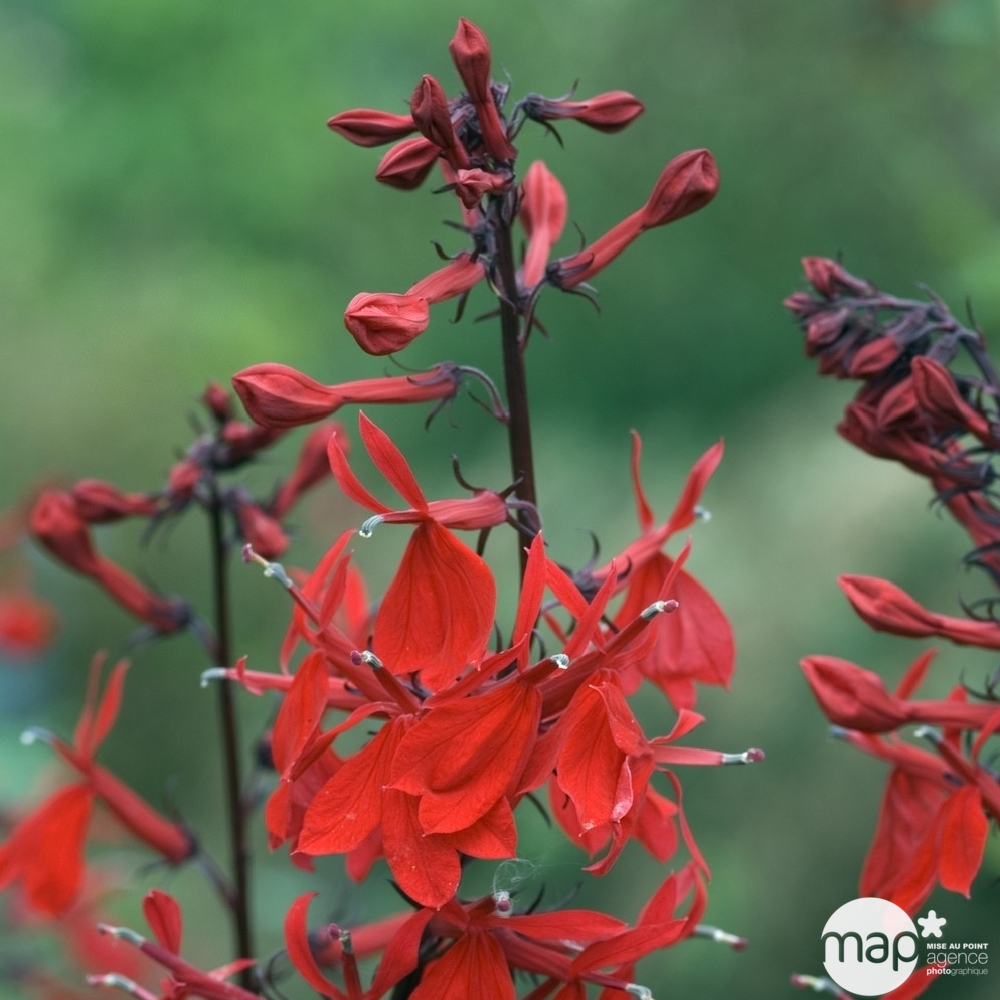 Lobélie Queen Victoria : godet