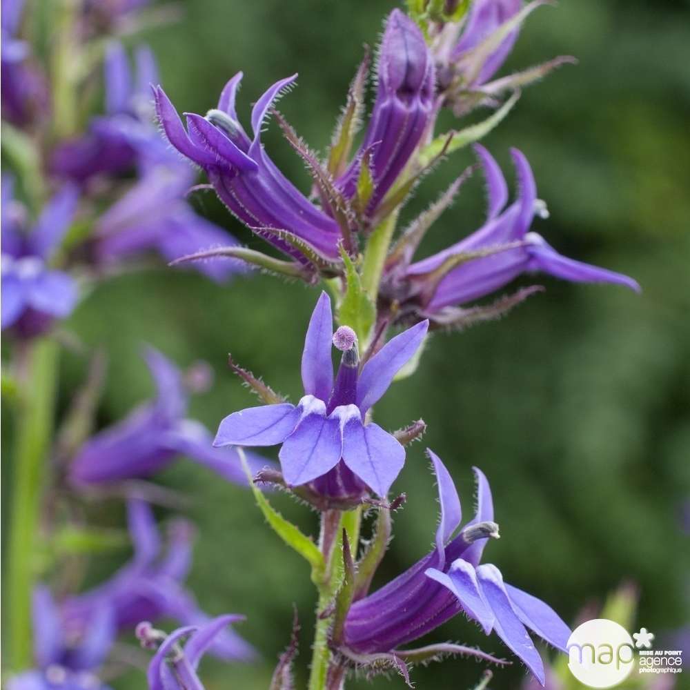 Lobélie Vedrariensis : godet