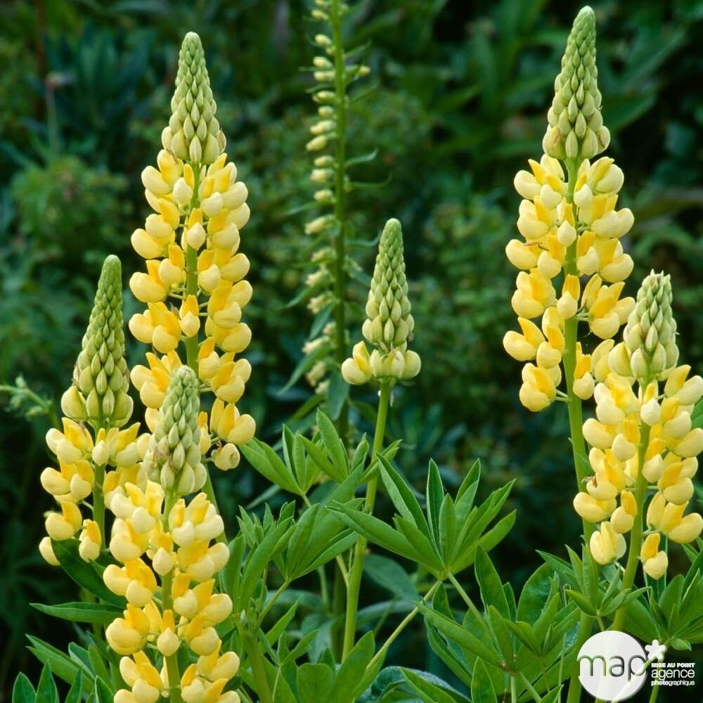 Lupin Chandelier : godet