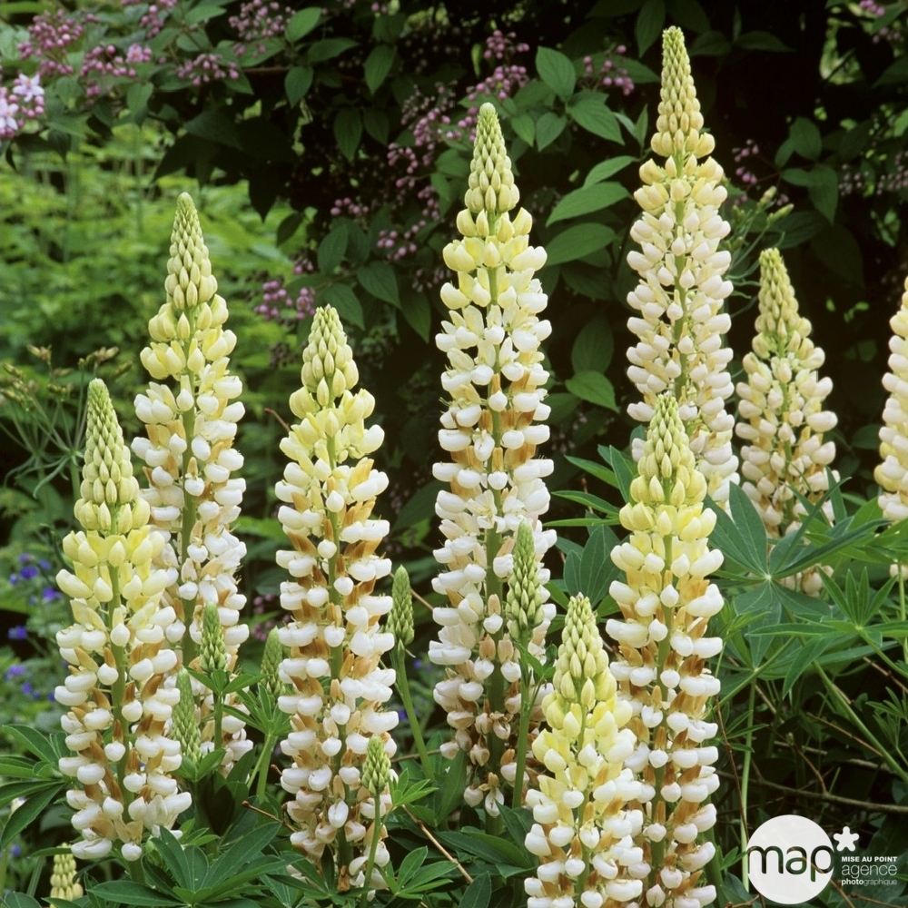 Lupin La demoiselle : godet