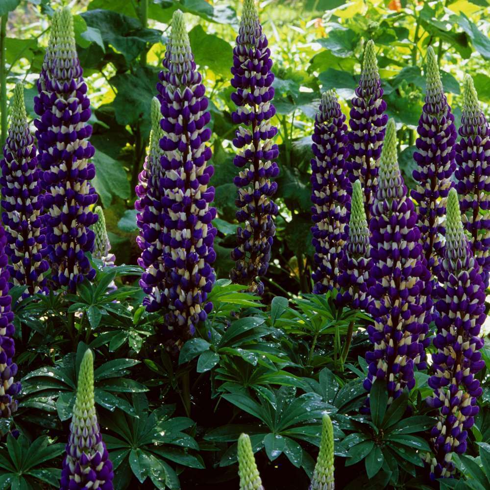 Lupin Le Gentilhomme : godet