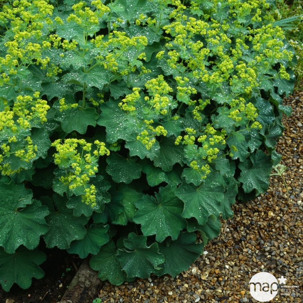 Manteau de Notre Dame : godet vert