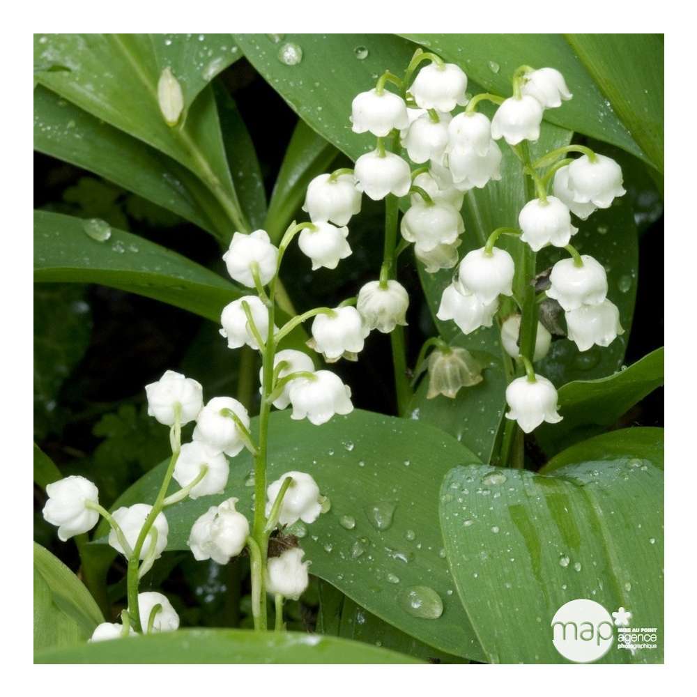 Muguet de Mai : godet rouge