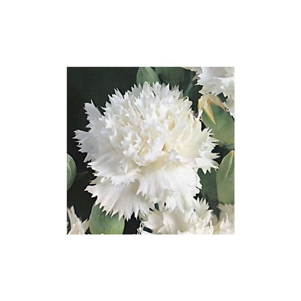 Œillet des fleuristes blanc : godet vert