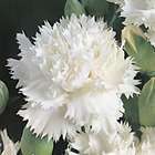 Œillet des fleuristes blanc : godet vert