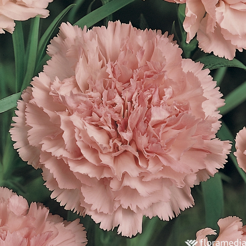 Œillet des fleuristes rose : godet vert