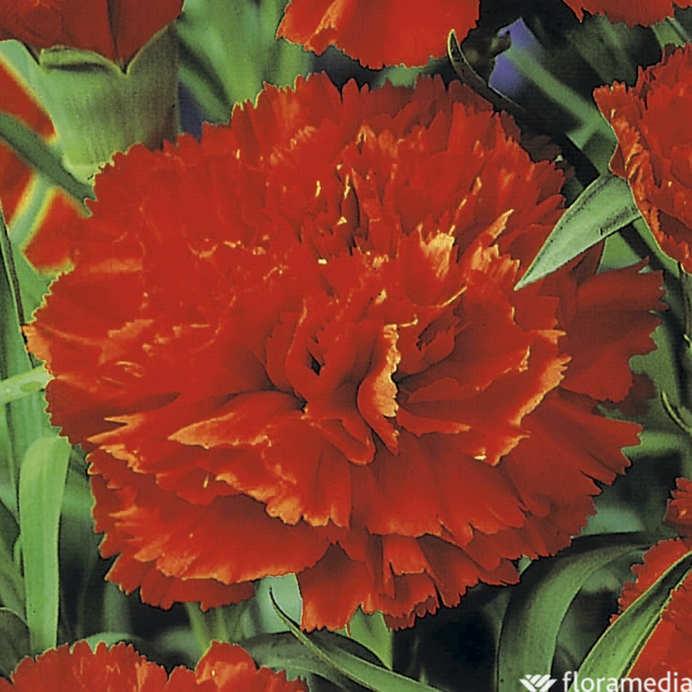 Œillet des fleuristes rouge : godet vert