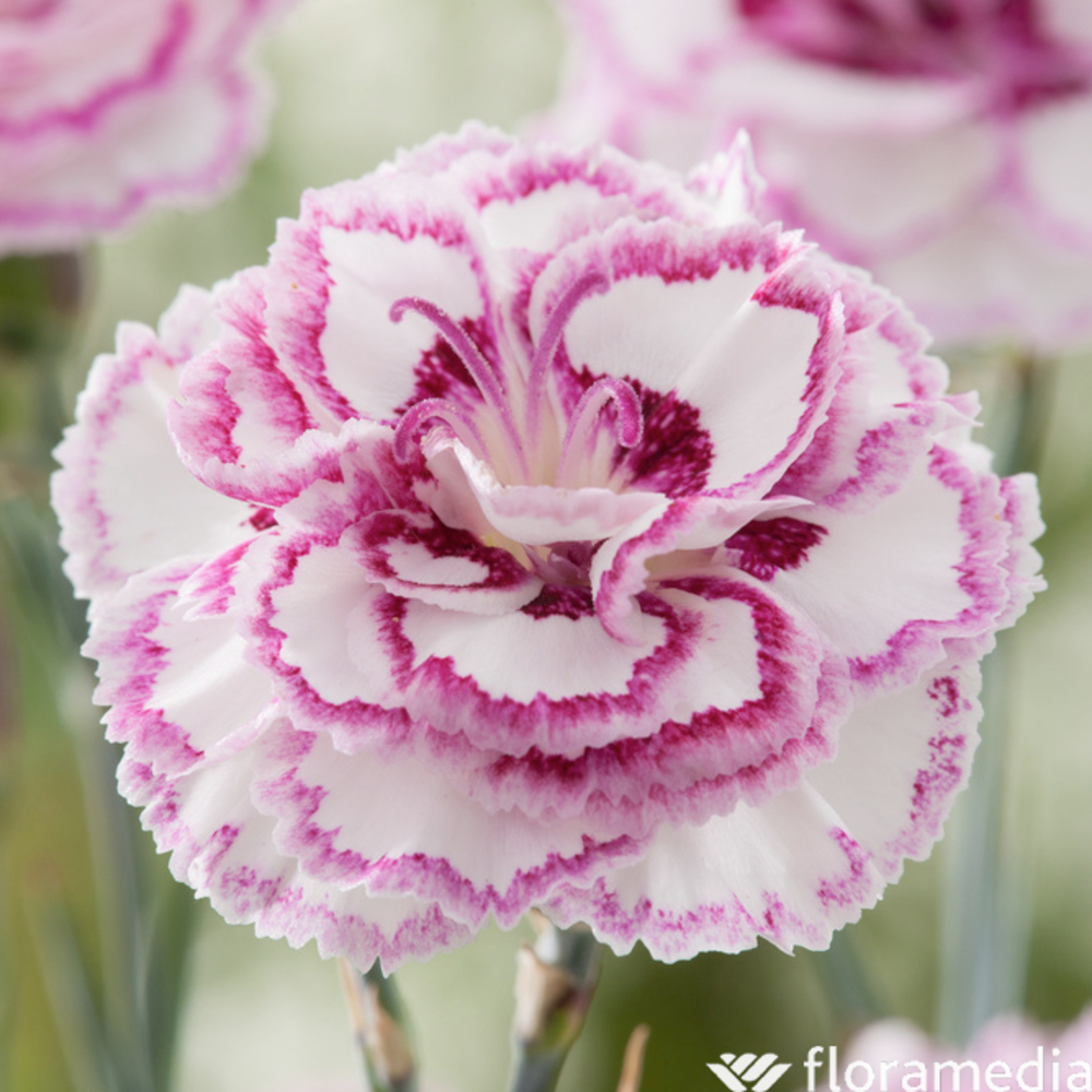 Œillet mignardise Gran's Favourite : godet vert