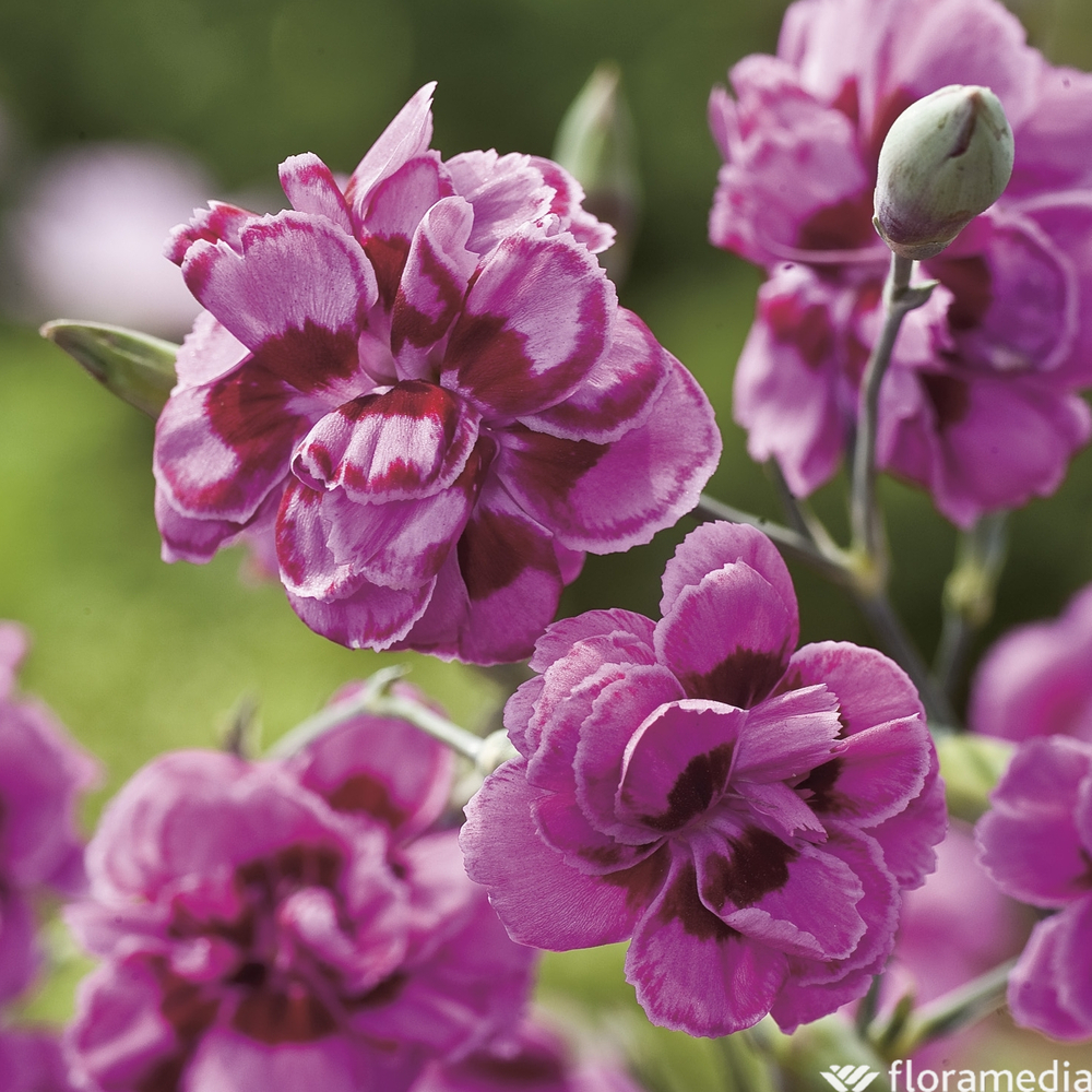 Œillet mignardise Laced Monarch : godet vert