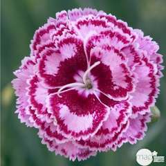 Œillet des fleuristes rose : godet vert Truffaut