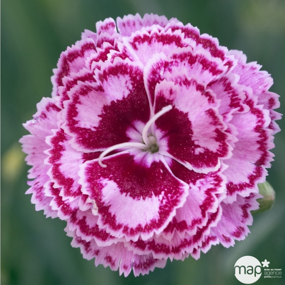 Œillet mignardise Moulin Rouge : godet vert
