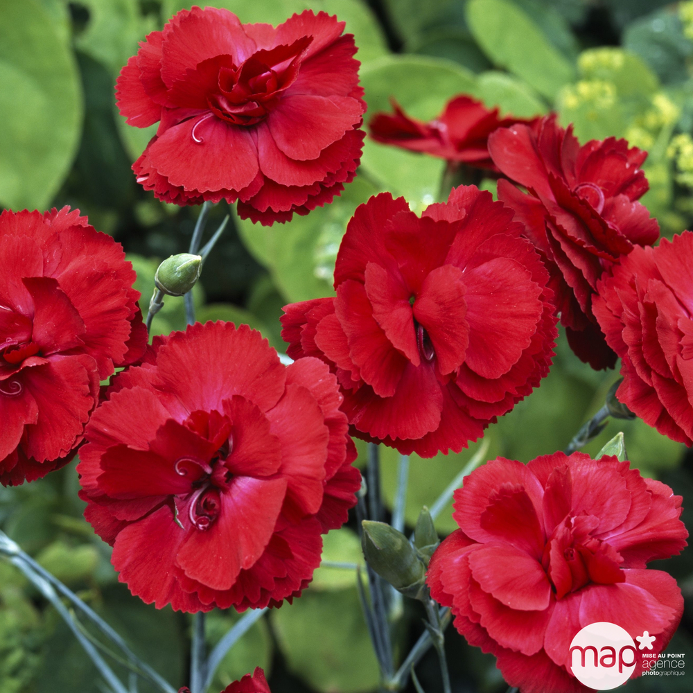 Œillet mignardise Cheryl : godet vert