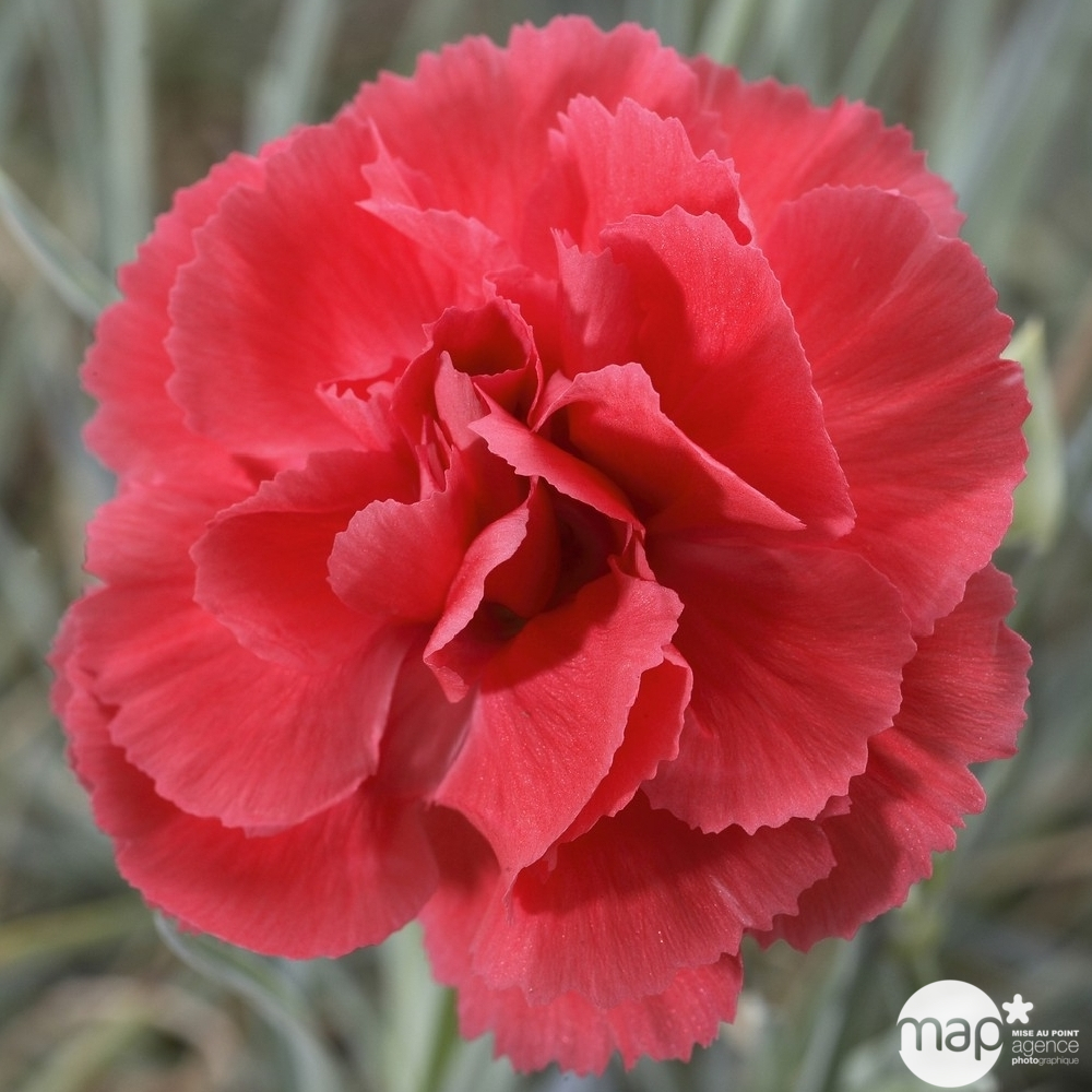 Œillet mignardise Diana : godet vert