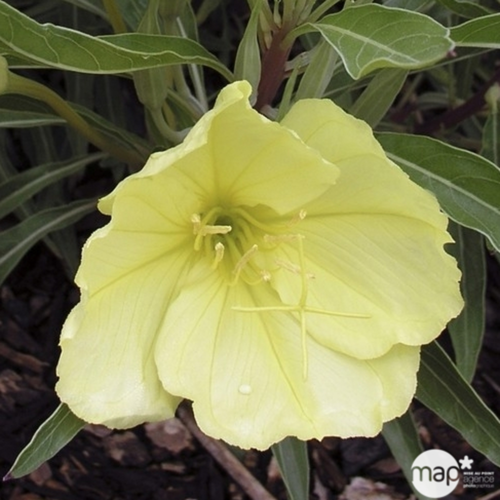 Oenothère du Missouri : godet vert