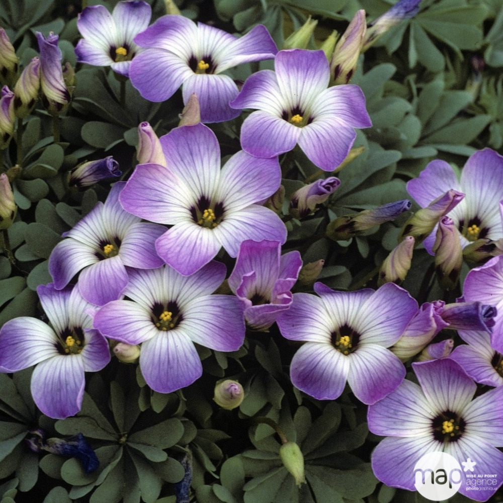 Oxalis du Chili : godet vert