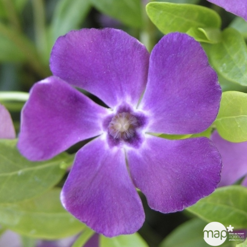 Pervenche petite Atropurpurea: godet vert