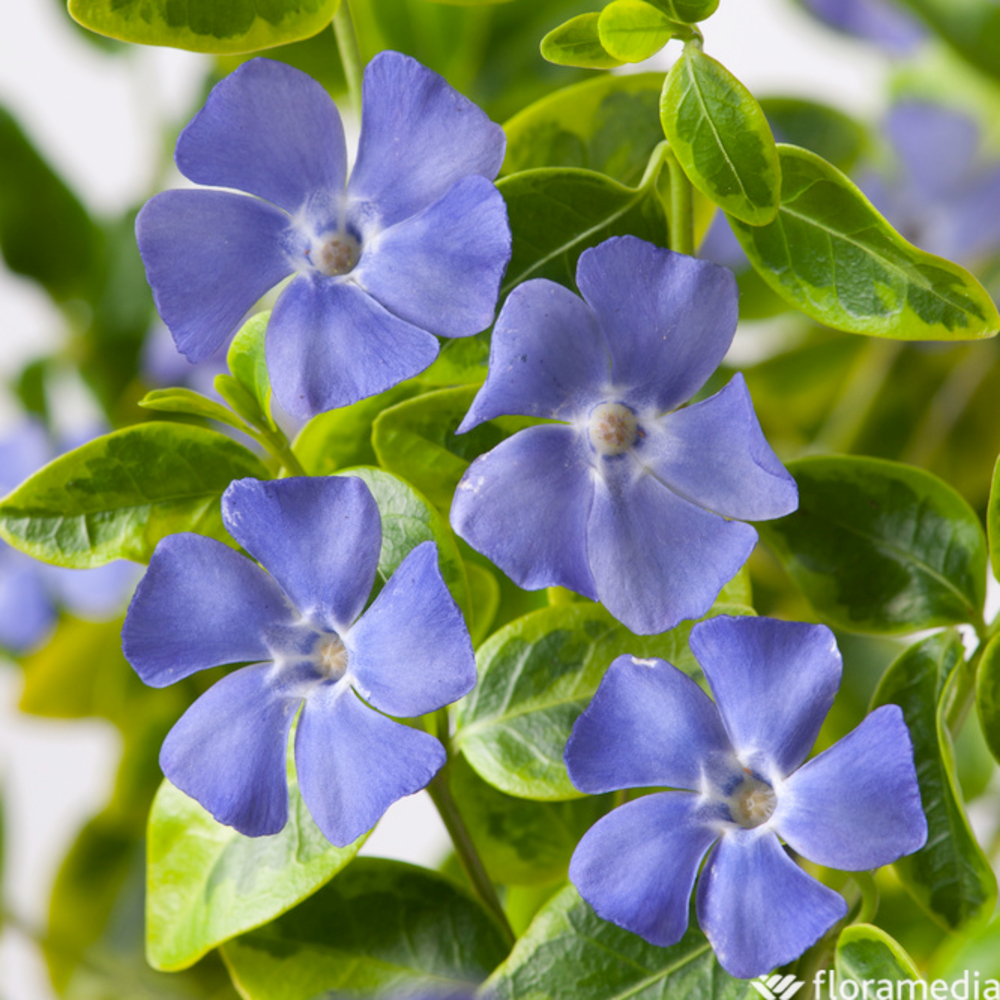 Pervenche petite Aureovariegata : godet