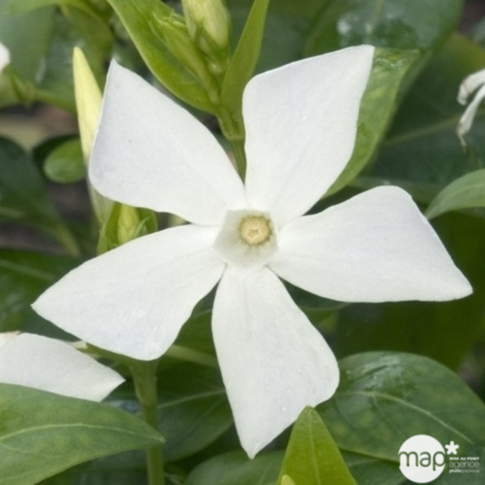 Pervenche petite blanche : godet vert