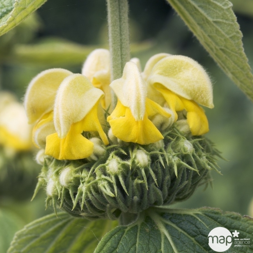 Phlomis russeliana:godet rouge