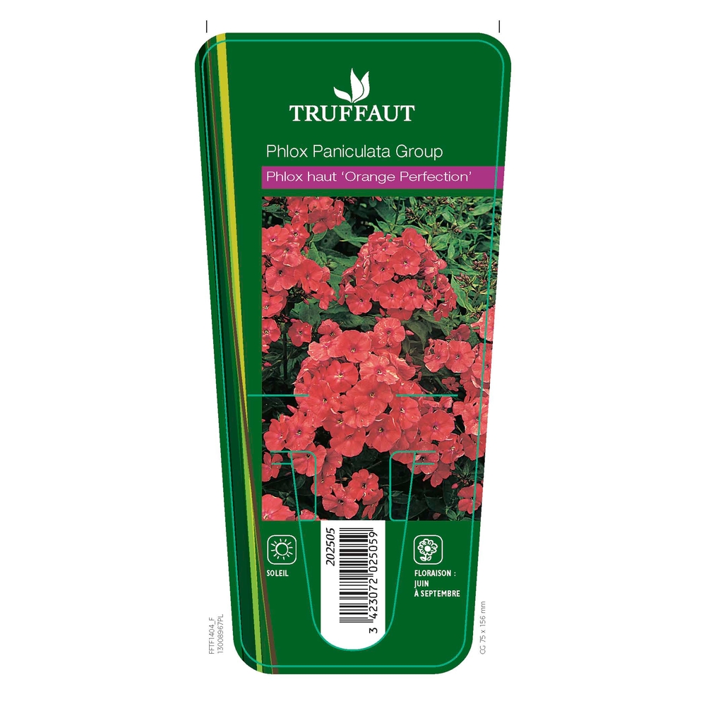 Phlox haut Orange Perfection : godet