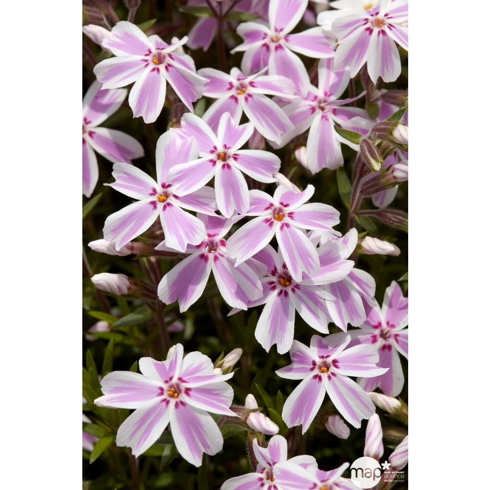 Phlox nain Candy Stripes : godet vert