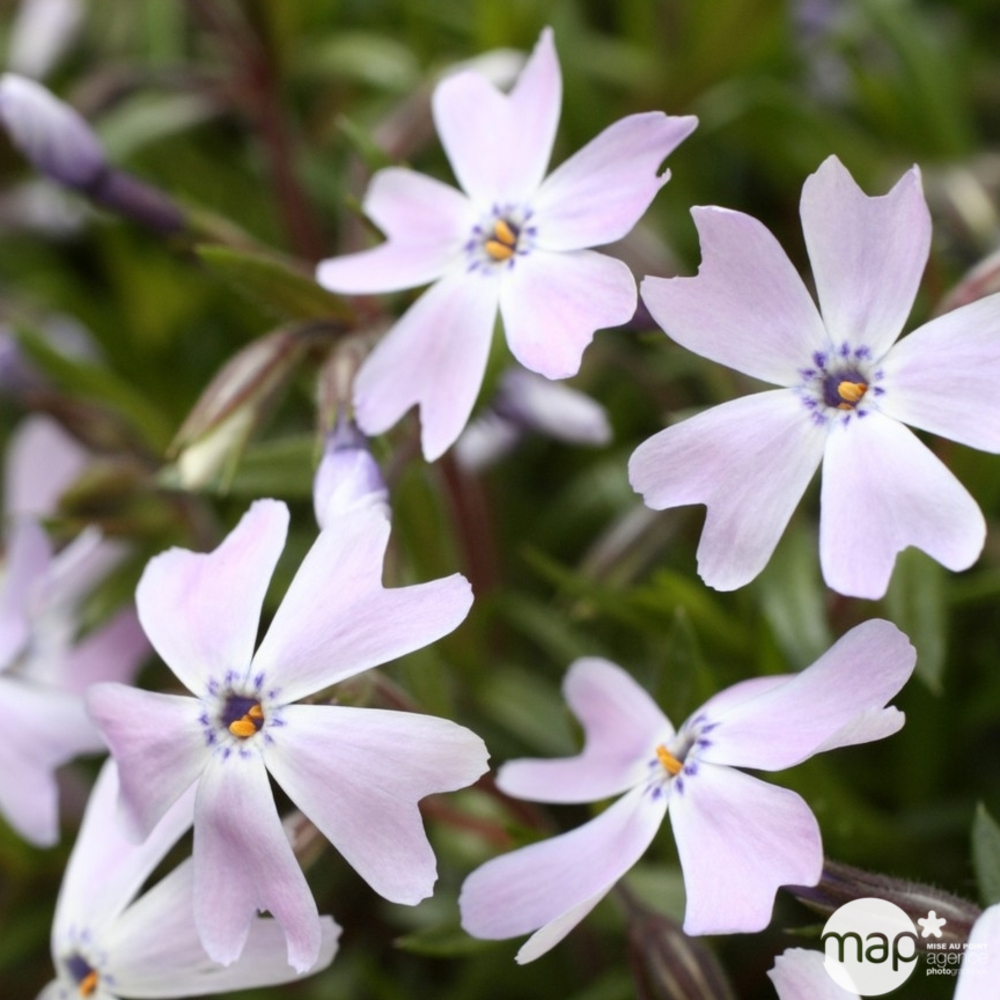 Phlox nain Emerald Cushion Blue : godet vert