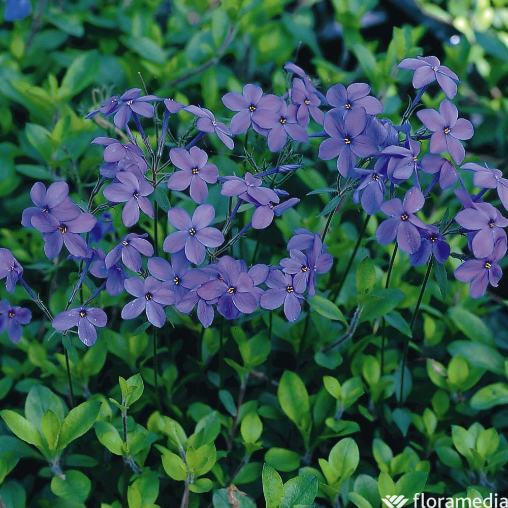Phlox stolonifère pourpre Purpuréa : godet vert
