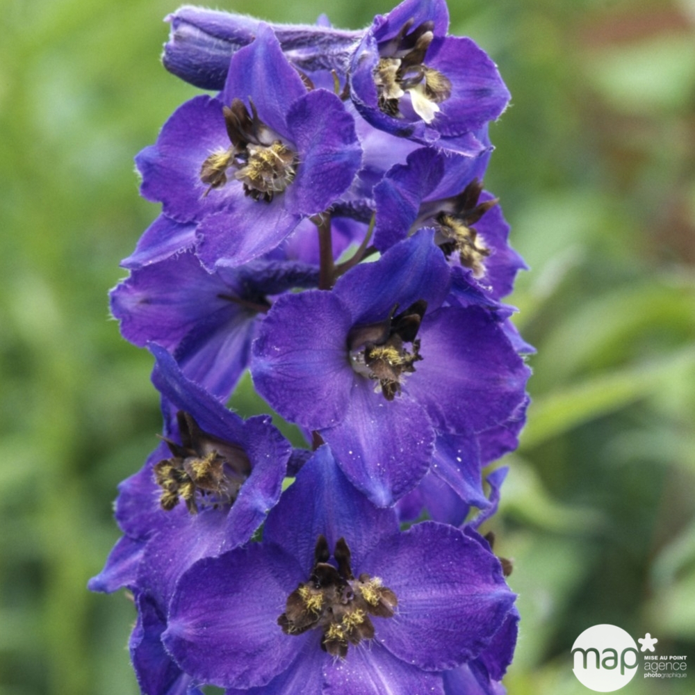 Pied d'alouette Black Knight : godet vert