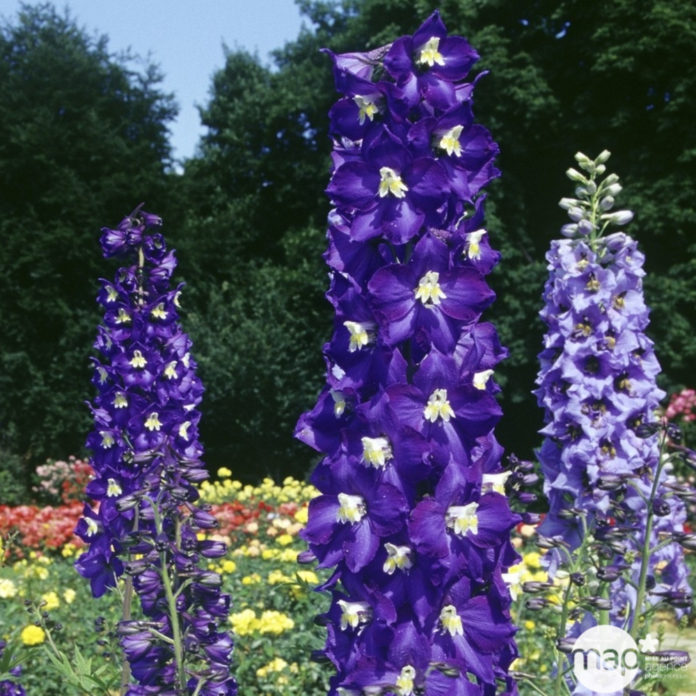 Pied d'alouette Blue Bird : godet vert