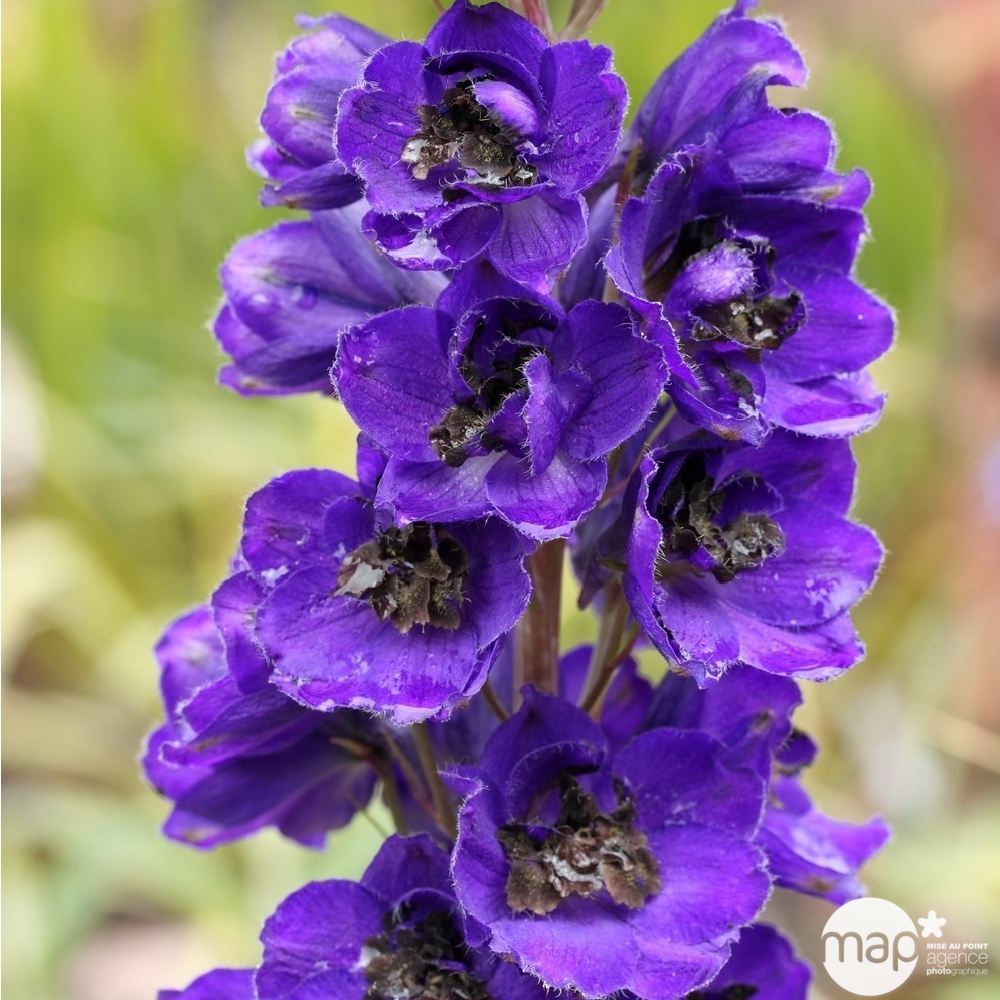 Pied d'alouette Blue Foutain : godet vert