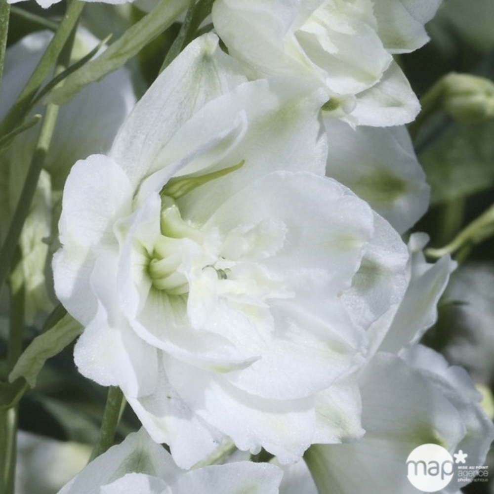 Pied d'alouette Galahad : godet vert