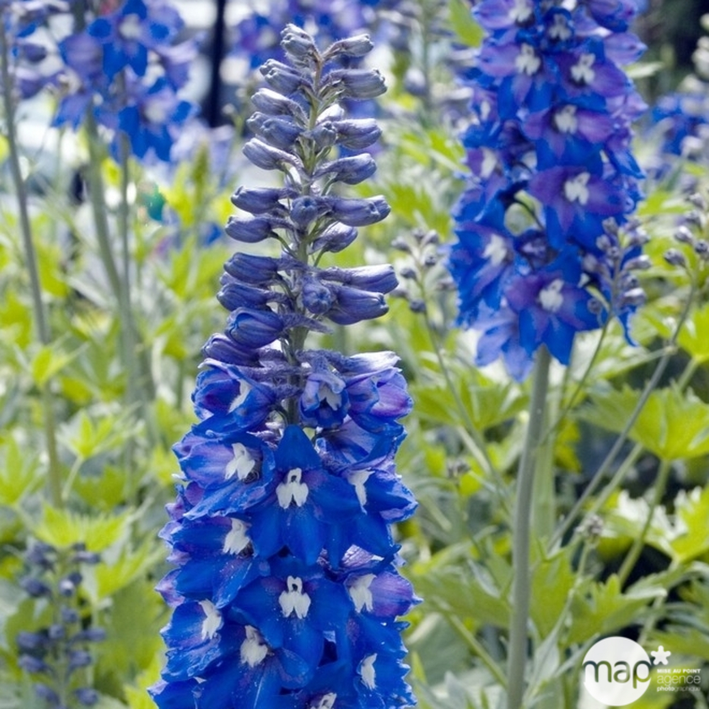 Pied d'alouette King Arthur : godet vert