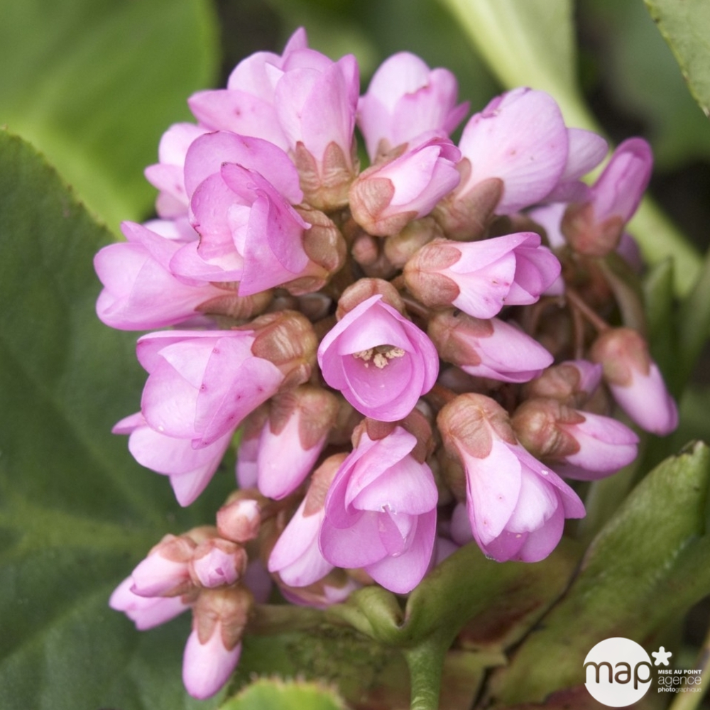 Plante du savetier : godet vert