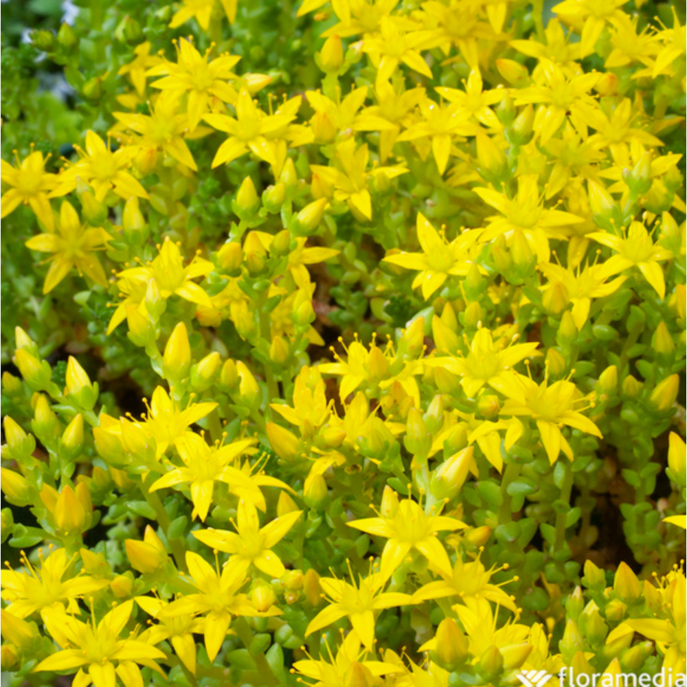 Sédum brûlant Poivre de muraille : godet vert