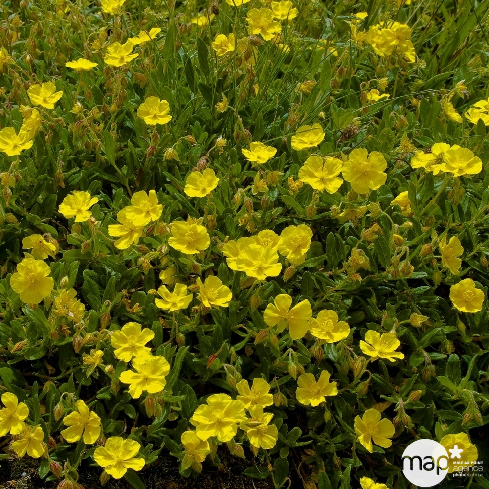 Potentille dorée : godet vert