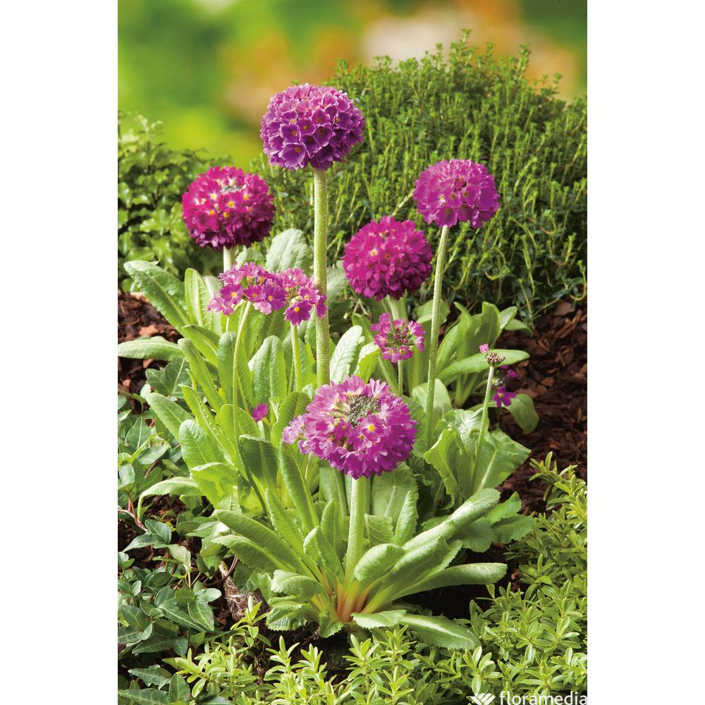 Primevère de l'Himalaya : godet