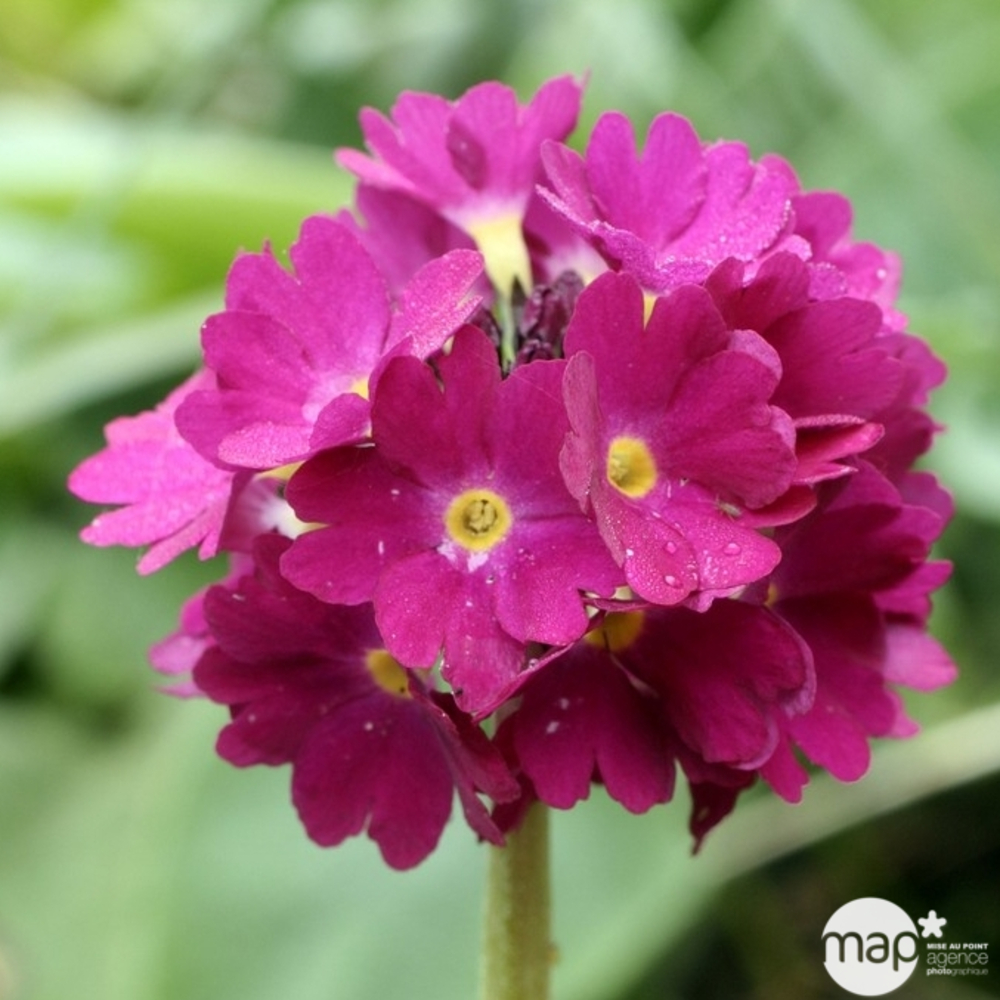 Primevère denticulée Rubin : godet