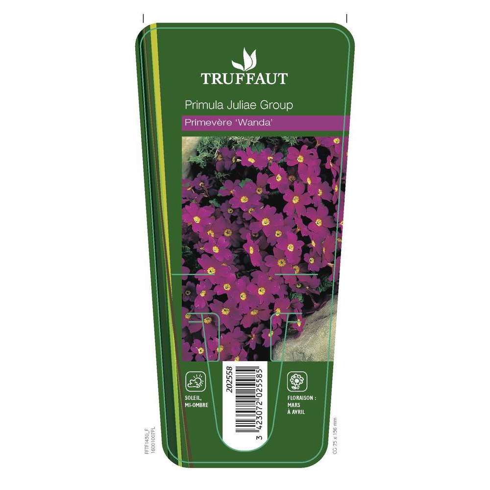 Primevère Wanda : godet rouge