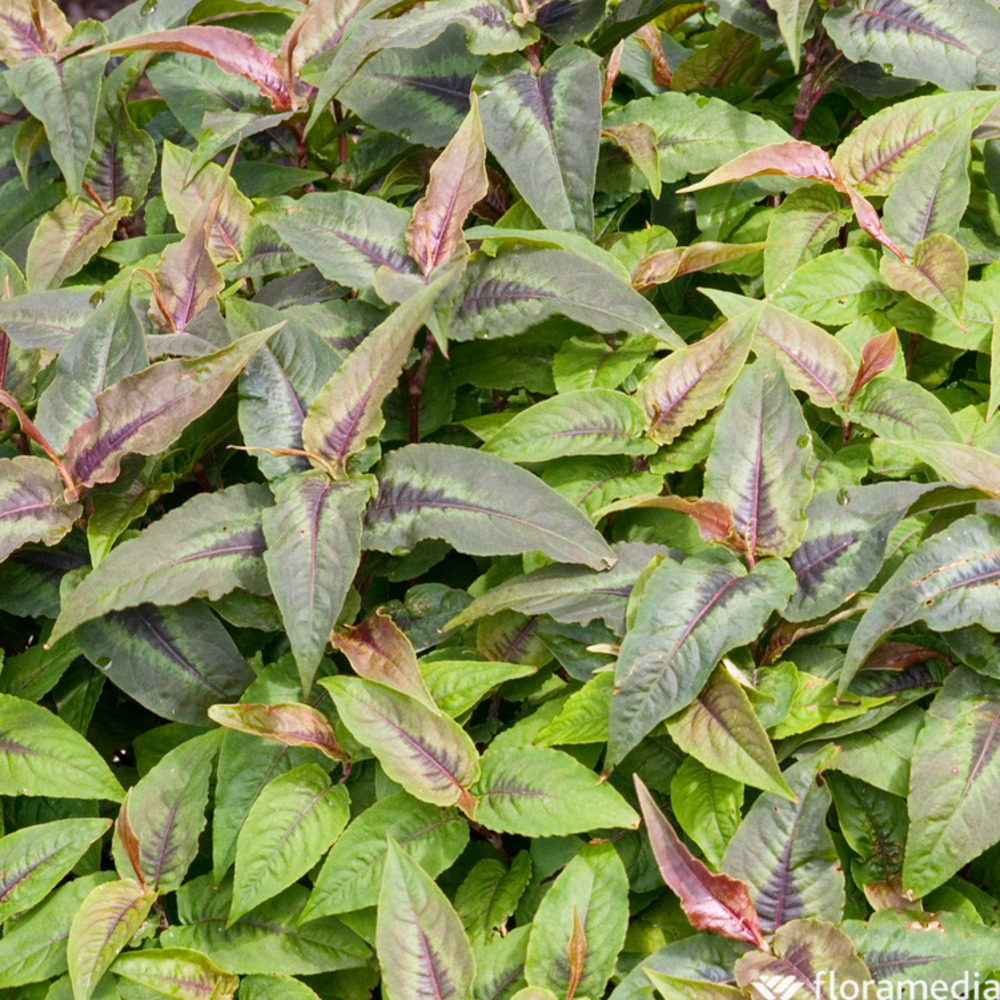 Renouée Red Dragon : godet