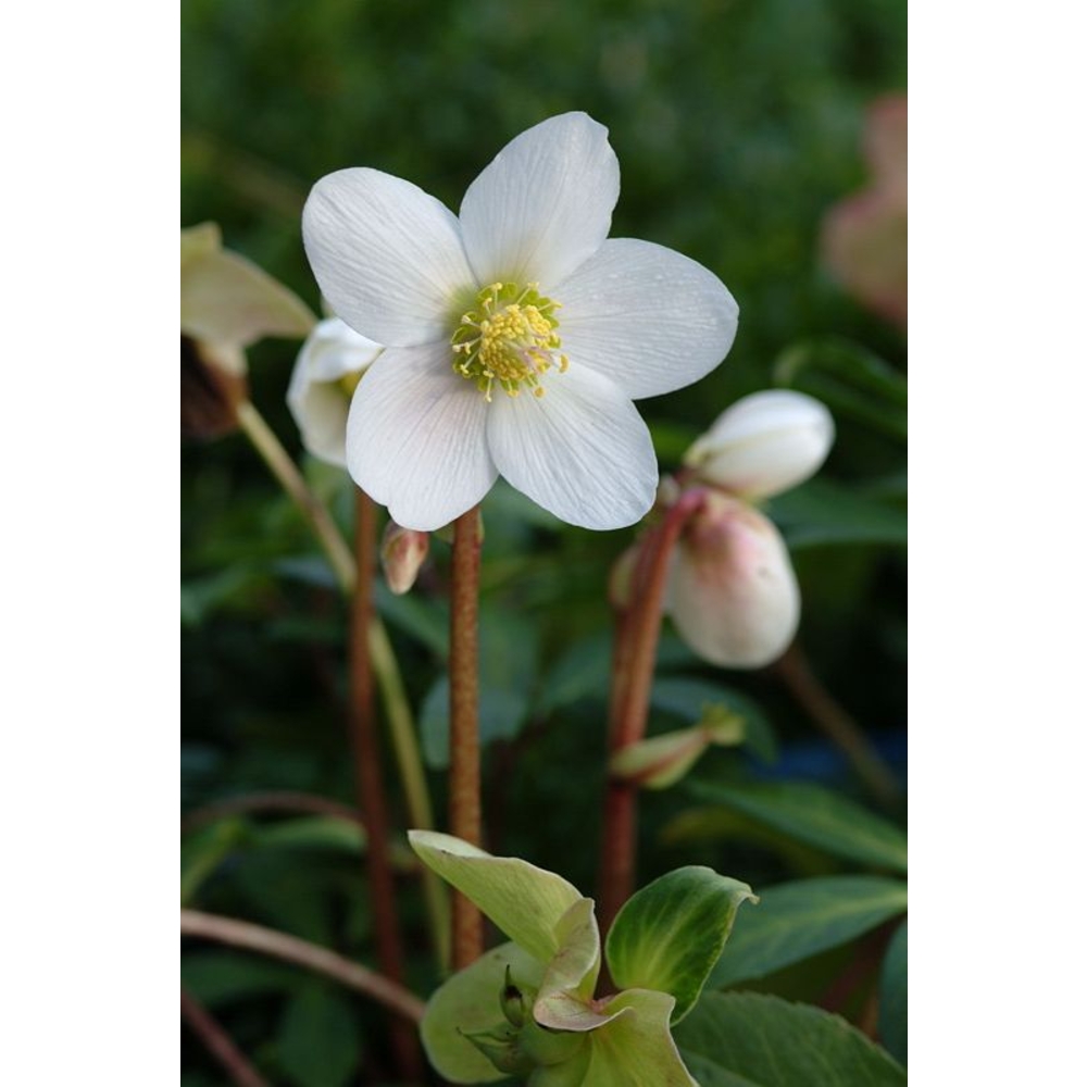 Rose de Noël : godet