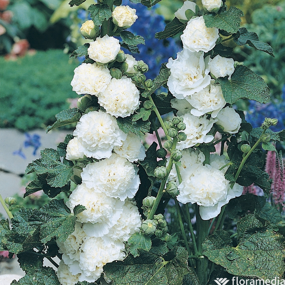 Rose trémière double blanche : godet