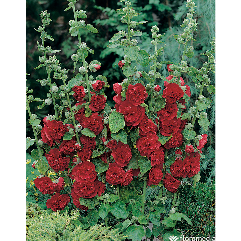 Rose trémière double écarlate: godet