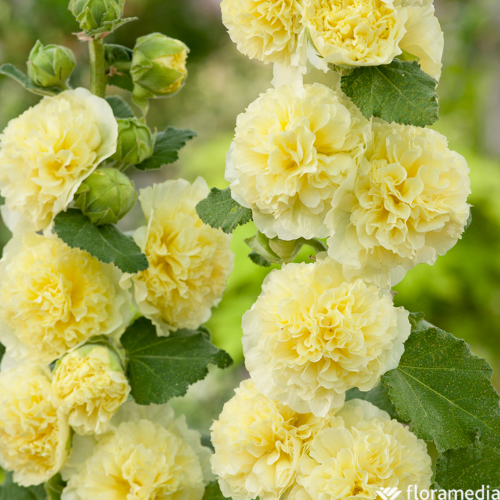 Rose trémière double jaune : godet vert