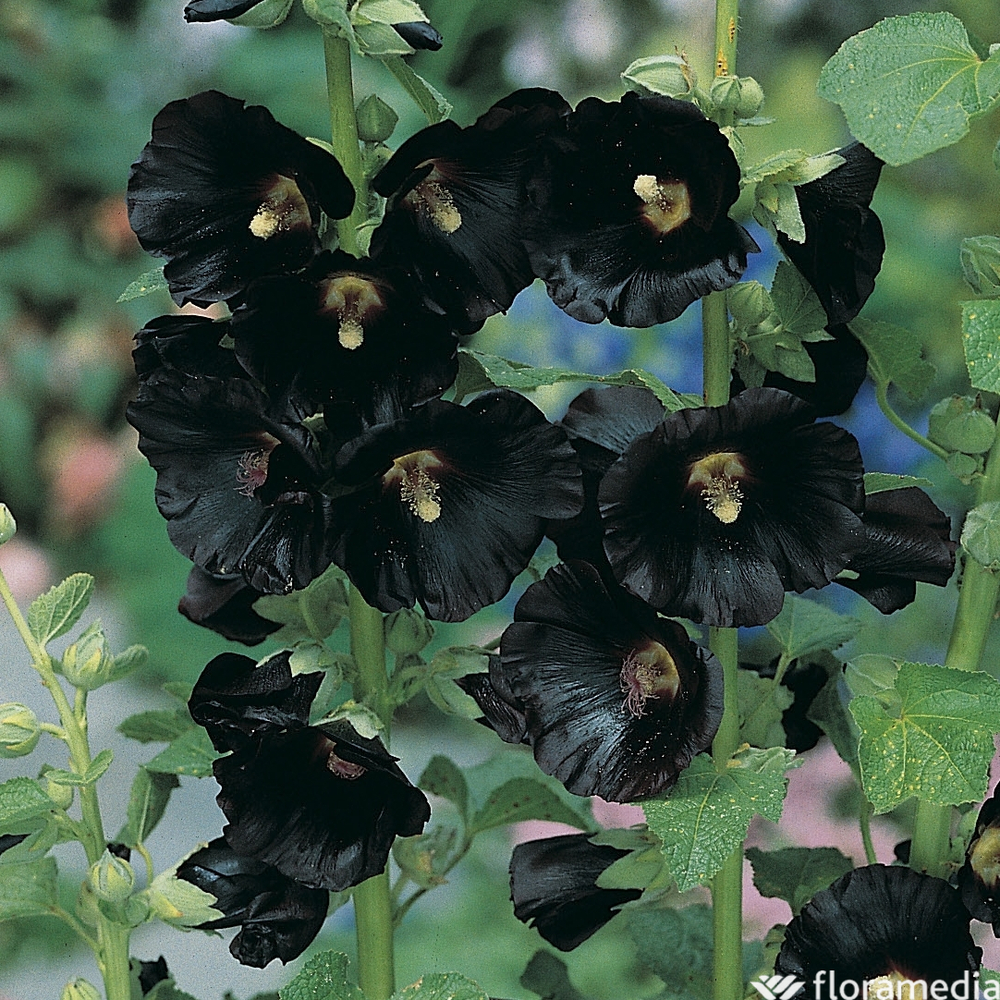 Rose trémière noire : godet vert